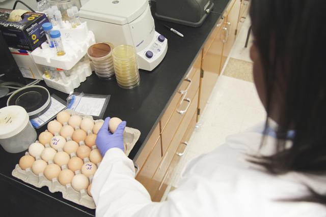 Johari Jordan, a first year PhD student in food science closely examines some poultry eggs in a lab on Aug. 30, 2010. The recent salmonella outbreak has raised concerns about tainted poultry products. "They should track it back to the origin," commented Jordan. Photo by Josh Bielick.
