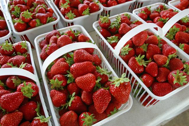 North Carolina strawberry production ranks number three in the United States and these red fruits provide lots of healthy vitamins and flavor. Photo courtesy of the North Carolina Strawberry Association.