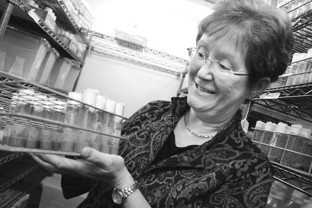 Trudy Mackay displays a tray of fruit flies in the cultivation room in Thomas Hall on Nov. 7. The climate controlled room allows the fruit flies to mature in optimal conditions. Photo by Tyler Andrews.
