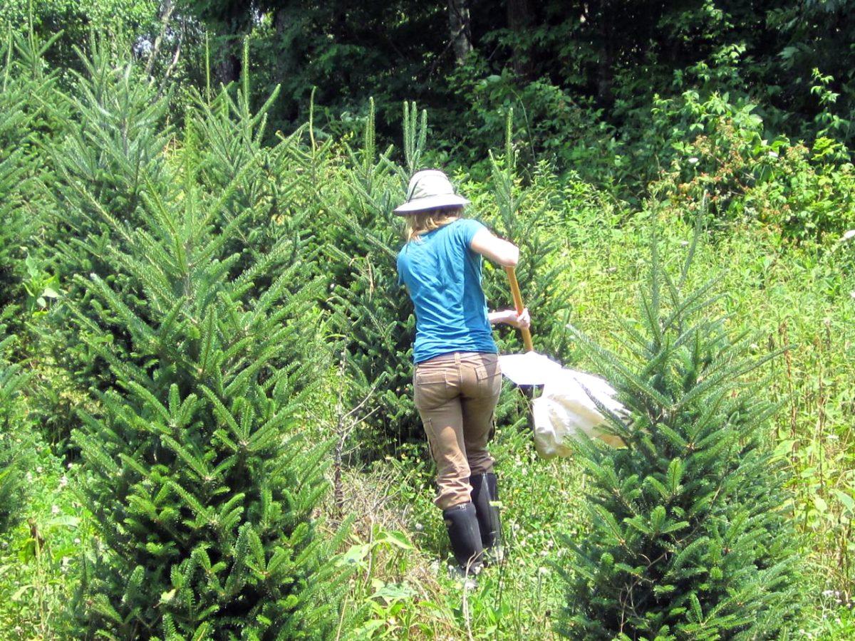 Photo contributed by the Mountain Horticultural Crops Research and Extension Center