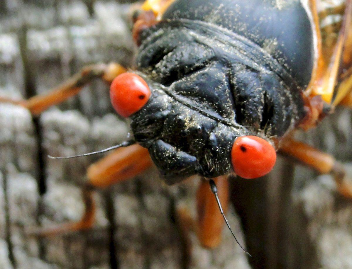 Cicadas are emerging in North Carolina after 17 years of development.