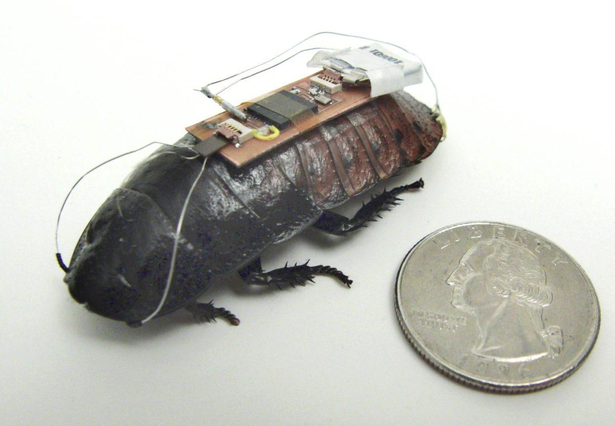 roach