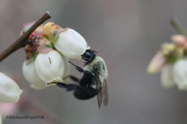 The relationship between blueberries and pollination has offered new opportunities for researchers to explore bee activity.