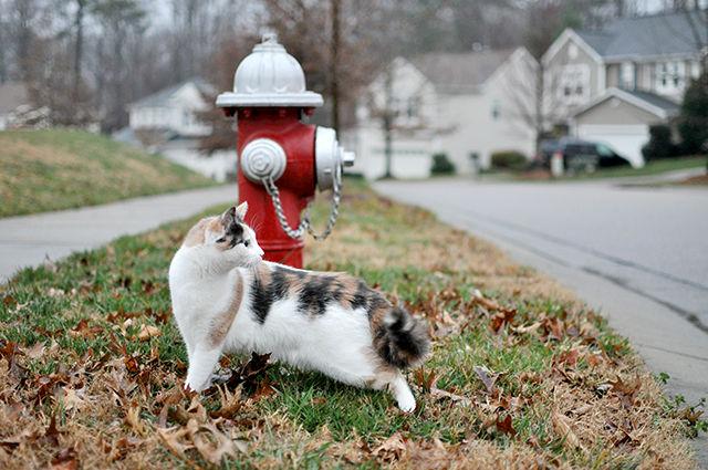 Cold temperatures in the winter are dangerous for animals outside. This poses as a threat for stray cats and dogs, who don't have a place to take shelter. However, certain measures can be taken to ensure the safety of these animals.