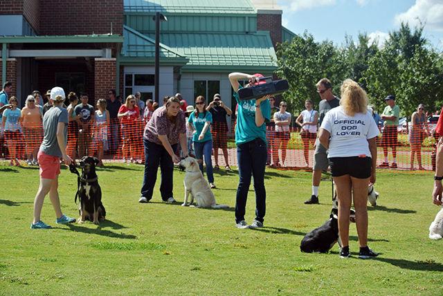 Musical Sit is a tense cometition. A lot of dog lovers join the game, , Sept. 19, at the college of veterinary medicine at NCSU.