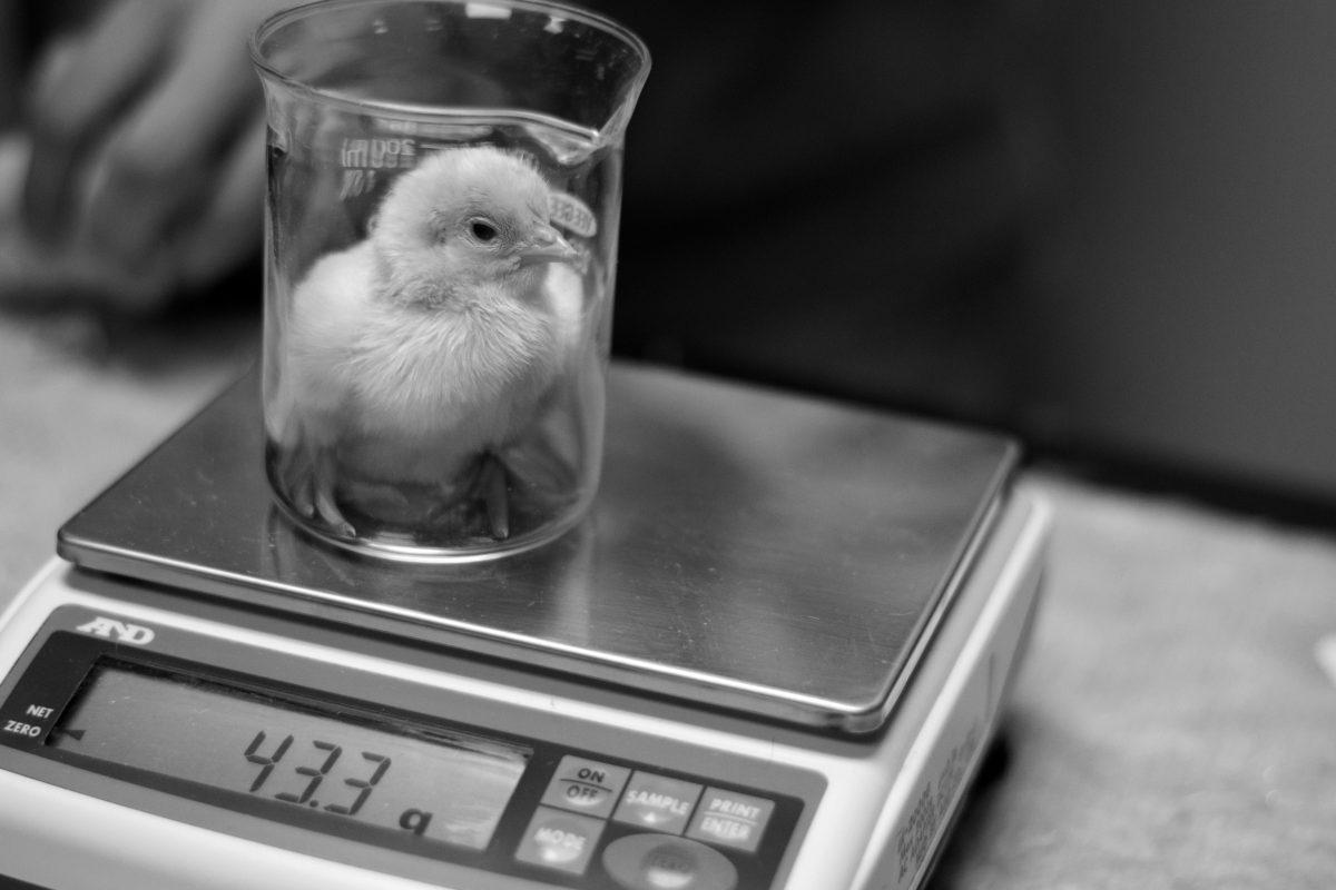 A broiler chick is weighed by students in a lab in Scott Hall in February.&#160; Farmers and researchers must be constantly aware of the spread of disease in the poultry industry. If one bird on a commercial farm is infected, the whole coop may have to be killed to prevent contamination. John Brake, a professor of poultry science, physiology and nutrition, has a 17-point contract he makes his students sign before they can come to a poultry farm.