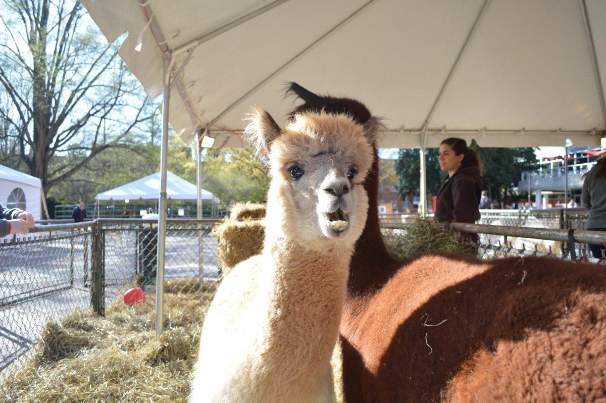 Smooth the Alpaca turns to the camera in between grazing sessions at the beginning of Agricultural Awareness Week, hosted by Alpha Zeta Fraternity in the Brickyard for the week of March 21, 2016. Alpacas are low-maintenance animals, being sheered once a year and left to graze. When in situations of high stress or high temperatures, they're given Gatorade for the electrolytes which counter the poor dietary side-effects. During youth, a serious of clicks and humming are used to communicate between the child and the mother alpaca.