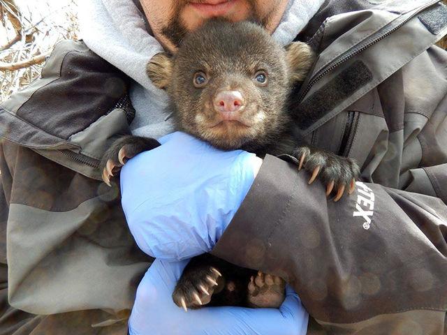 Scientists study how bears and humans coexist in Asheville