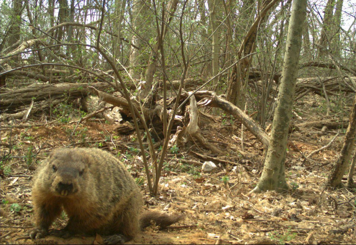 A groundhog stares at a motion sensor camera near the loop road on Centennial Campus.