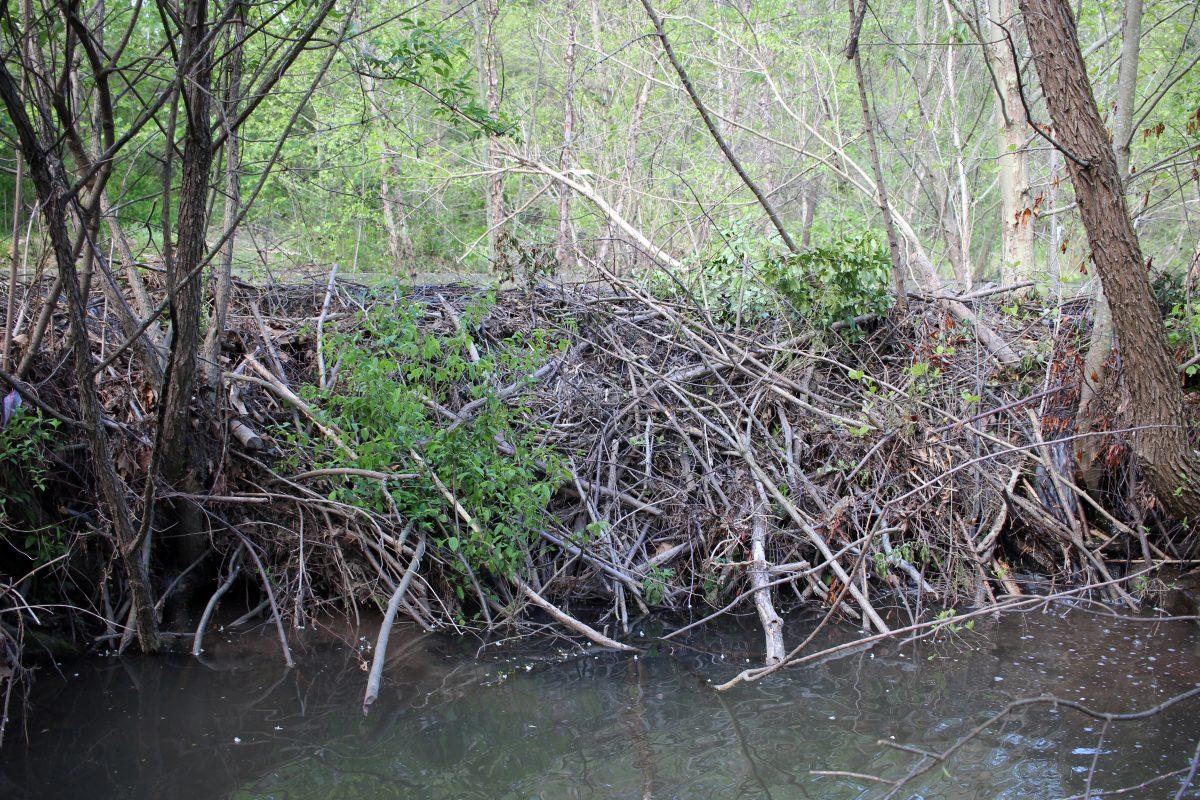 The backside of a beaver dam that can be found on the Rocky Branch Creek.