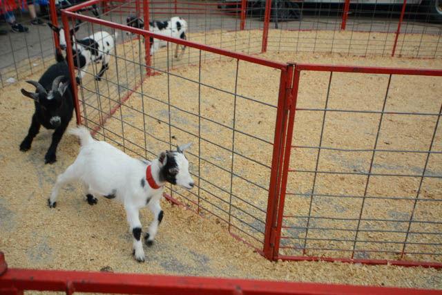 A group of pygmy billy goats race around a racetrack behind the Kerr Scott Building at the 149th Annual NC State Fair on Oct. 21. The goats were featured as part of a series of races also featuring pot bellied pigs and ducks. The pigs were donated from the Circle C Farm located in Newton, NC.