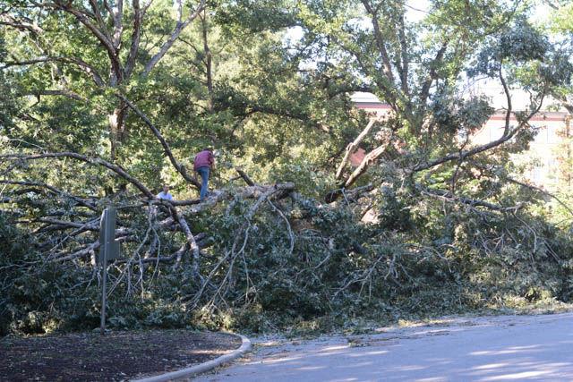 Students climb on top of a tree that was uprooted as a result of Hurricane Matthew.