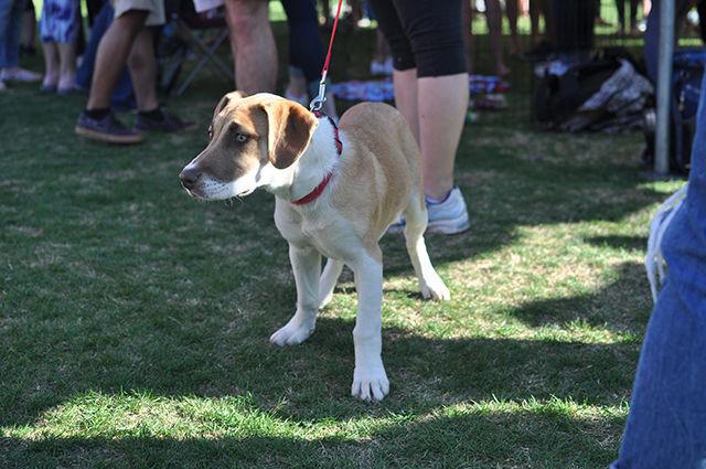 Lola, one of the many dogs at Puppy Palooza, hosted by Phi Gamma Delta and Chi Omega, waits to be played with by NC State students. The event was held to raise money for Pawfect Match Rescue, a local dog rescue shelter, raised nearly $1,200. The Puppy Palooza was held on Harris Field, in front of Witherspoon Student Center.