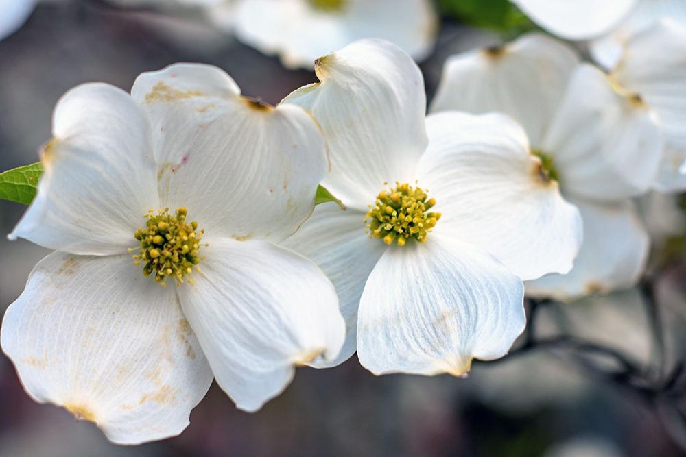 A white dogwood tree blooms in the Court of North Carolina on April 10. The dogwood is the North Carolina state flower and dogwood blooms have inspired dogwood festivals in numerous states.