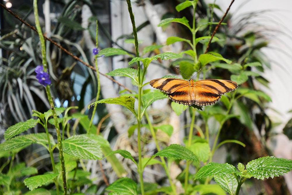 Bug popsicles, crispy Cajun crickets, and peanut butter worm ice cream were just some of the featured dishes at Cafe Insecta. BugFest 2018 occurred at the North Carolina Museum of Natural Sciences on Saturday, Oct. 20.