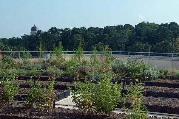 The new rooftop garden on the fifth floor of Talley Student Union overlooks Carmichael Gymnasium. It was created by the University Sustainability Office, and grows both edible and inedible plants.
 