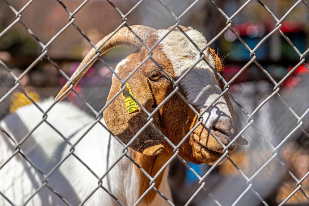 A goat watches observers at Ag Awareness Week in the Brickyard on Tuesday, March 26, 2019. Ag Awareness Week will be in the Brickyard from March 25-28.