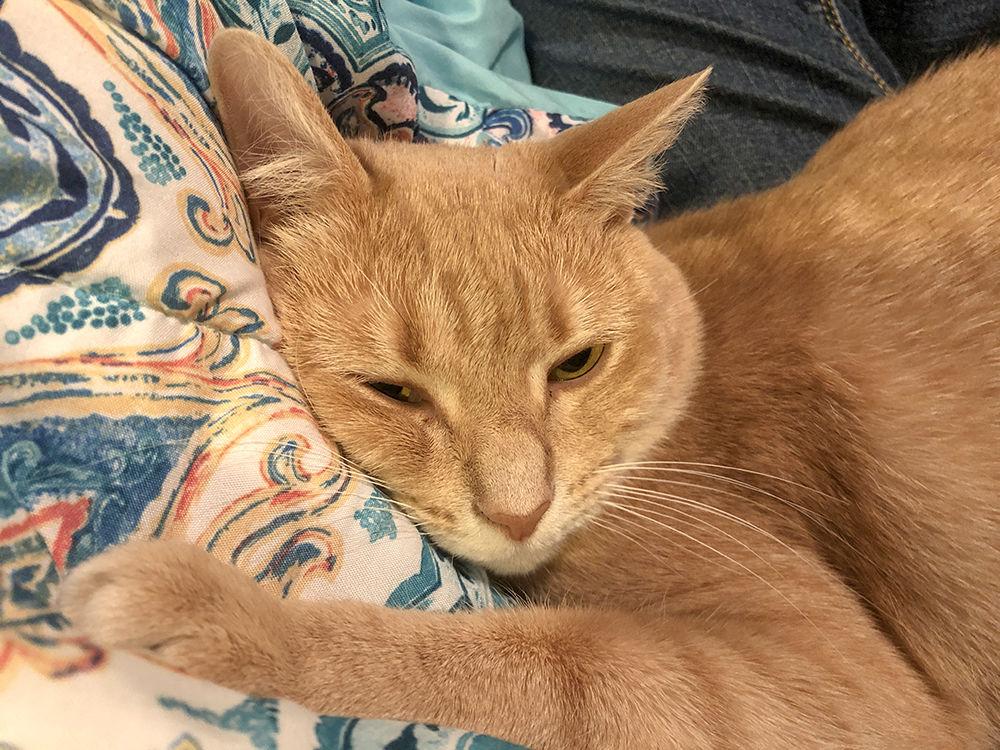 Ruth Bader Ginsburrg, a ginger Tabby Cat, belongs to Technician&#8217;s Isaac Tolbert and his girlfriend, Meredith Bain. Ruth Bader Ginsburrg likes to sleep and cuddle, burrow into freshly cleaned laundry, and is scared of things that slide on the floor, like mops and brooms.