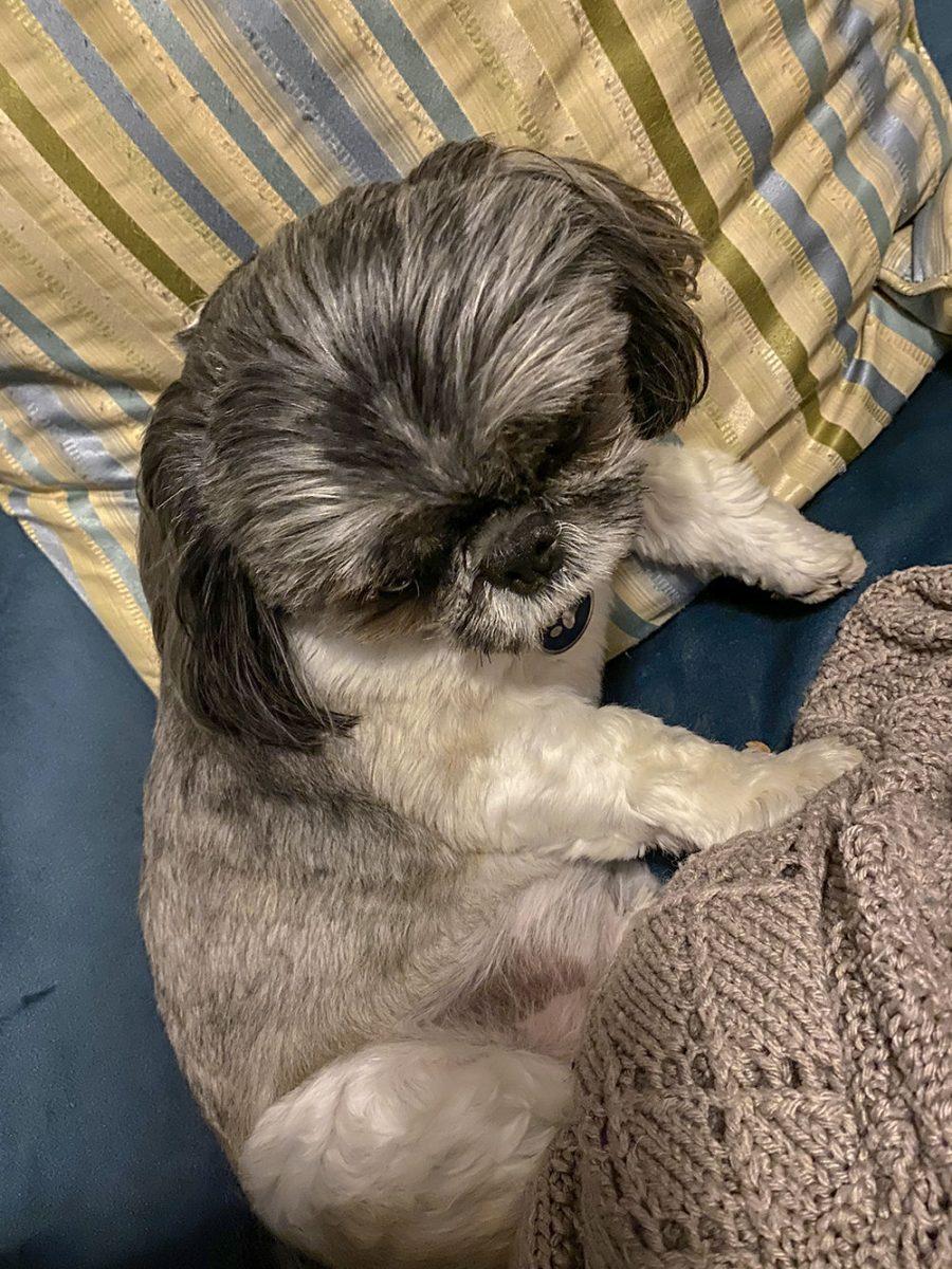 Gus, named after Augustus Waters from &#8220;The Fault in Our Stars&#8221;, is a Shih Tzu. Gus belongs to Technician's Riley Wolfram.