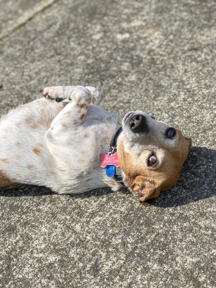 Macy, a Jack Russel-Beagle mix, or Jackabee, belongs to Technician&#8217;s Adam Sichel.