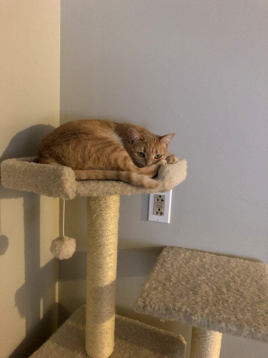 Ruth Bader Ginsburrg, a ginger Tabby Cat, belongs to Technician&#8217;s Isaac Tolbert and his girlfriend, Meredith Bain. Ruth Bader Ginsburrg likes to sleep and cuddle, burrow into freshly cleaned laundry, and is scared of things that slide on the floor, like mops and brooms.