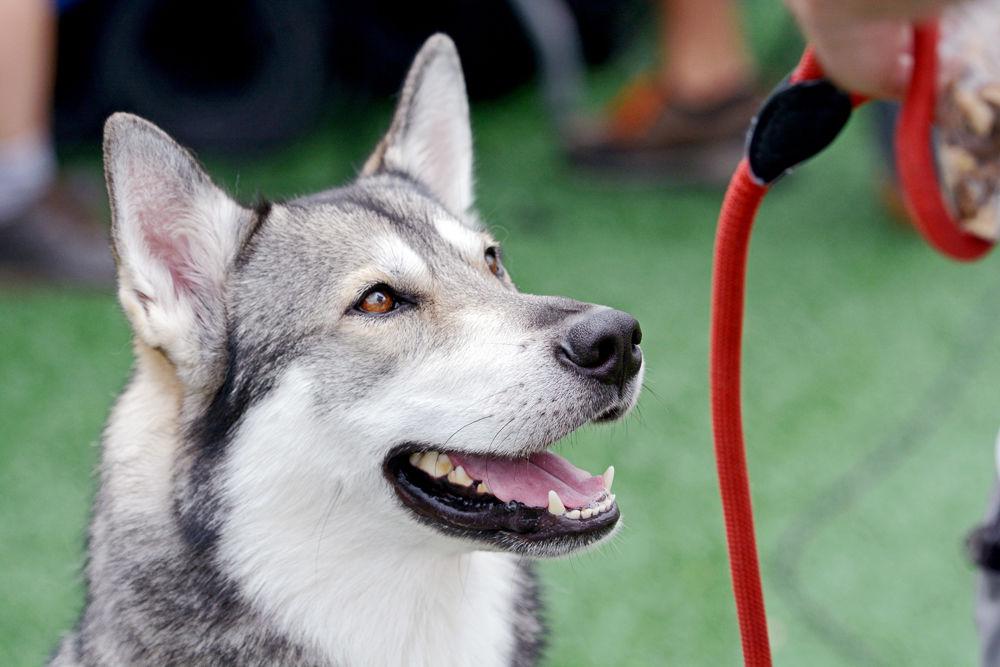 Tuffy II anticipates being fed on Saturday, Oct. 6 at Carter-Finley Stadium as the Wolfpack beat Boston College 28-23. Tuffy II has been on the Carter-Finley Stadium sidelines at football games since fall 2016.