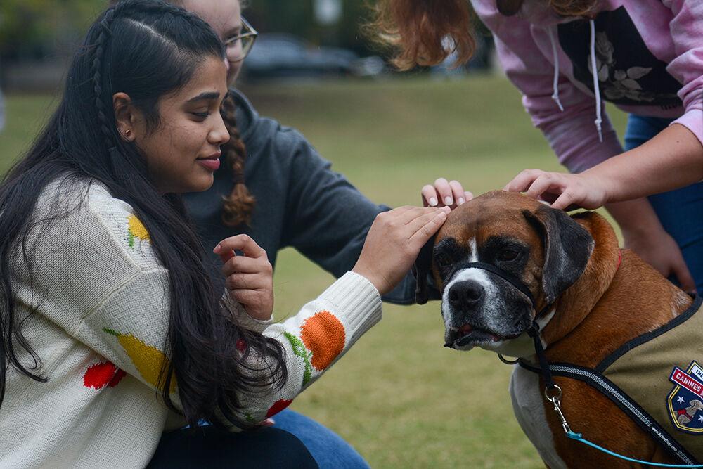 Second year business administration student Krupa Bharodiya gives some pets to Milo, a seven-year-old boxer, out on Harris Field on Thursday, Oct. 28, 2021. Prevention Services organized this event to help students unwind as part of Red and White Week.