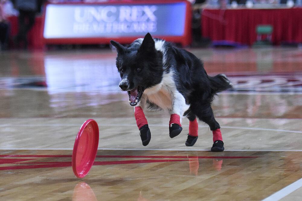 Rocky, a dog from Mutts Gone Nuts, goes after a frisbee at the NC State men's basketball game against Wake Forest in PNC Arena on Wednesday, Feb. 9, 2022. NC State lost to Wake Forest 69-51.