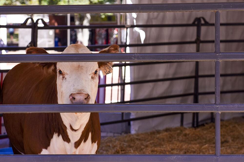 Cow 33K stares during Agriculture Awareness Week on the Brickyard on Tuesday, March 21, 2023. Agricultural Awareness Week was organized by the Alpha Zeta fraternity, and lasted from the 20th to the 25th of March.