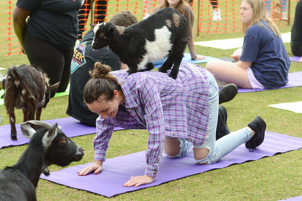 Lauren Slakter, a fourth-year studying environmental technology and management, poses with a baby goat on her back at the Goat With The Flow event at Stafford Commons&#160;on Tuesday, March 28, 2023. The event was hosted by UAB and featured two sessions of goat yoga.