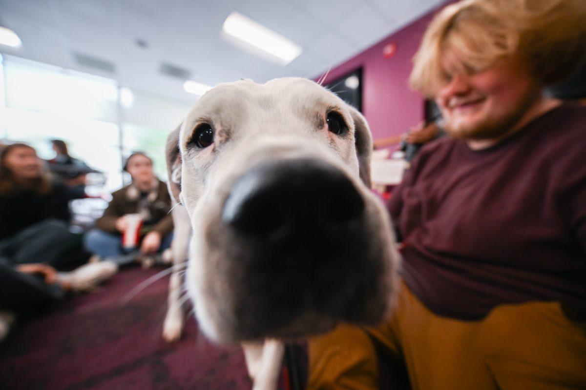 Service/therapy dog, Delilah, interacts with students during the Pause for Paws event in D.H. Hill Jr. Library on Tuesday, Sept. 17, 2024. The Pause for Paws event is a common occurrence on NC State Wellness Days and major testing periods.