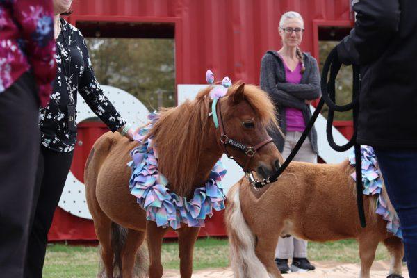 Peaches the Mini Horse poses for a picture at The Corner on Centennial Campus on Tuesday, April 8, 2025. Peaches is a part of the Stampede of Love organization, a non-profit group dedicated to sharing the therapeutic benefits of animal therapy of adults and children.