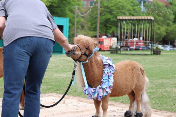 Kiwi the Mini Horse eats out of her owner’s hand at The Corner on Centennial Campus on Tuesday, April 8, 2025. Kiwi is a part of the Stampede of Love organization, a non-profit group dedicated to sharing the therapeutic benefits of animal therapy of adults and children.