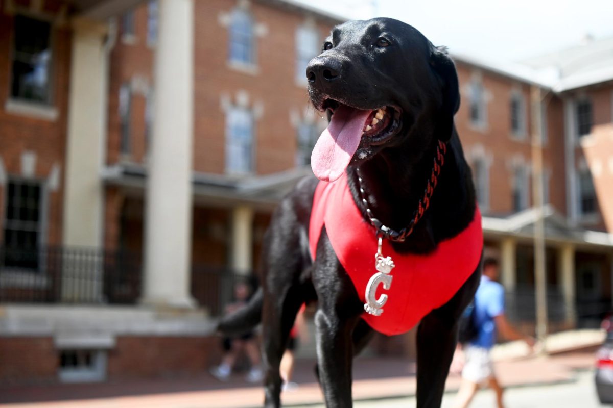Champ smiles while standing in front of the 1911 building on Thursday, Aug. 21, 2025. Champ is the new official bat dog for the Durham Bulls, and will be the new tee retrieving dog for NC State Football. He is the younger brother of Ripken.