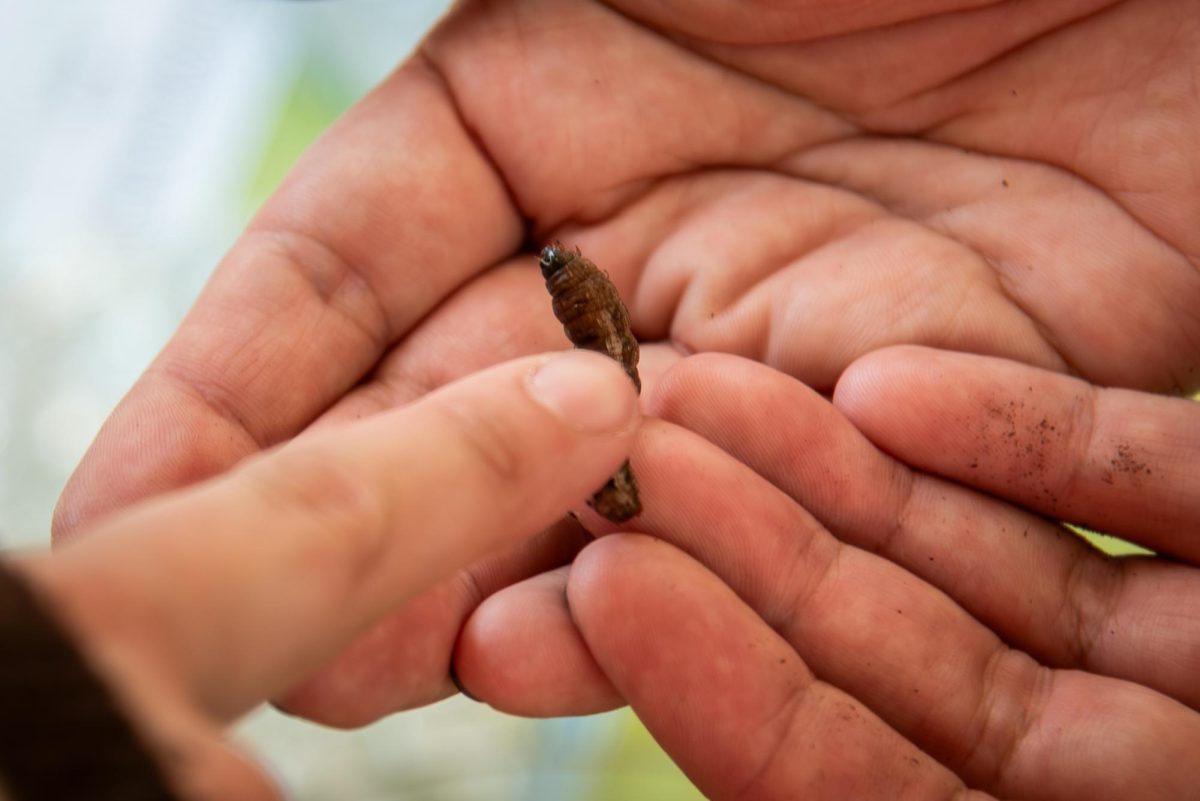 Samantha Frigerio, coordinator of accessibility for the North Carolina Museum of Natural Sciences, holds an Armyworm during BugFest on Saturday, Sept. 20, 2025. At BugFest, many vendors and conservationists set up stations to educate about the bug world.
