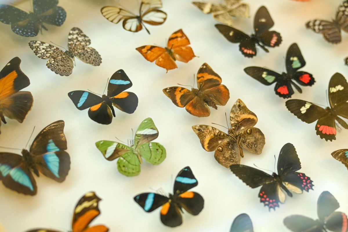 Pinned butterflies lay on display during BugFest in Downtown Raleigh on Saturday, Sept. 20, 2025. Various booths were hosted during this event, including various NC State organizations.