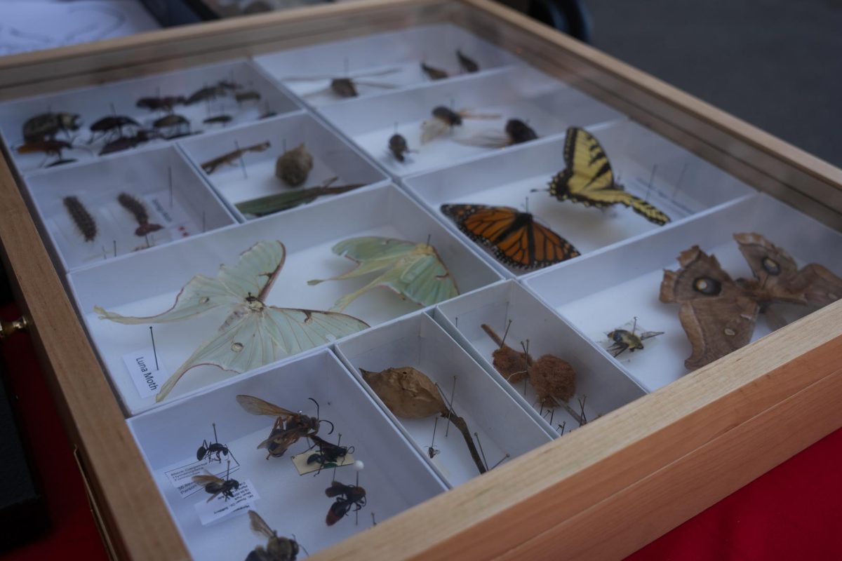 A Butterfly display case lays out on table during BugFest at the North Carolina Museum of Natural Sciences on Saturday, Sept. 20, 2025. At the event participants learned about various bugs through visual displays.