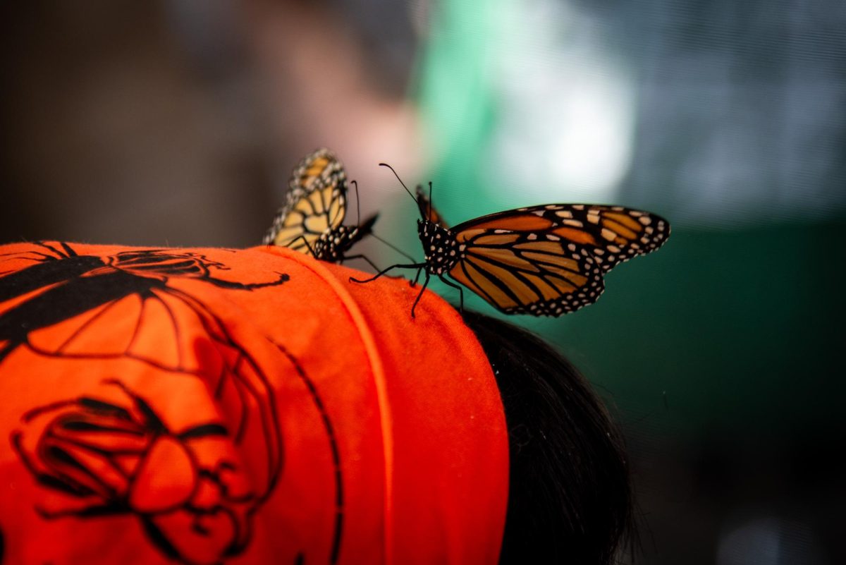 Monarch butterflies rest on Sophia Copeman's insect-themed bandana during BugFest at the North Carolina Museum of Natural Sciences on Saturday, Sept. 20, 2025. At BugFest, many stations featured live exhibits to educate visitors about insects.