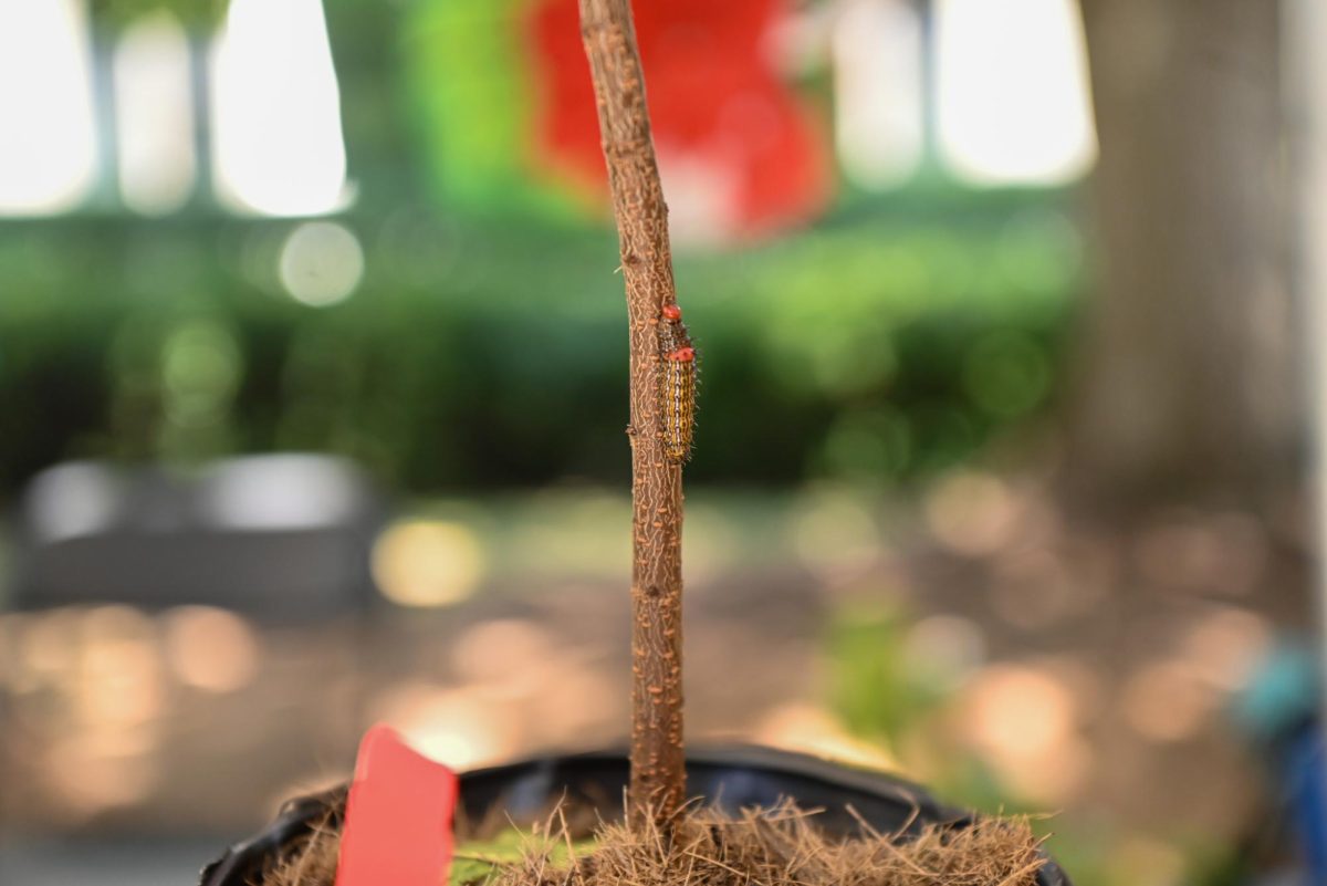 A caterpillar crawls up a tree trunk during BugFest at the North Carolina Museum of Natural Sciences on Saturday, Sept. 20, 2025. During the event, visitors observed a variety of live arthropods, and celebrated the extraordinary diversity of bugs.