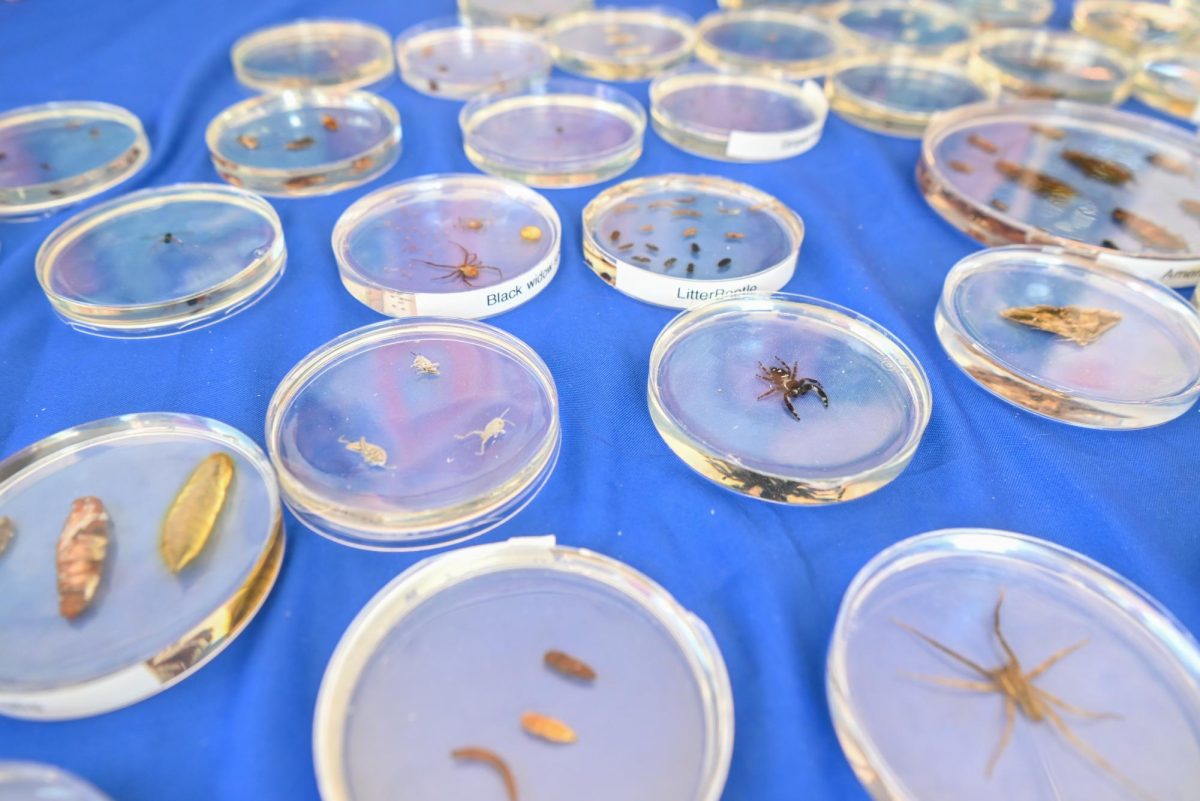 Resin display cases with insects are laid out on a table during BugFest at the North Carolina Museum of Natural Sciences on Saturday, Sept. 20, 2025. During the event, visitors observed a variety of live arthropods, and celebrated the extraordinary diversity of bugs.