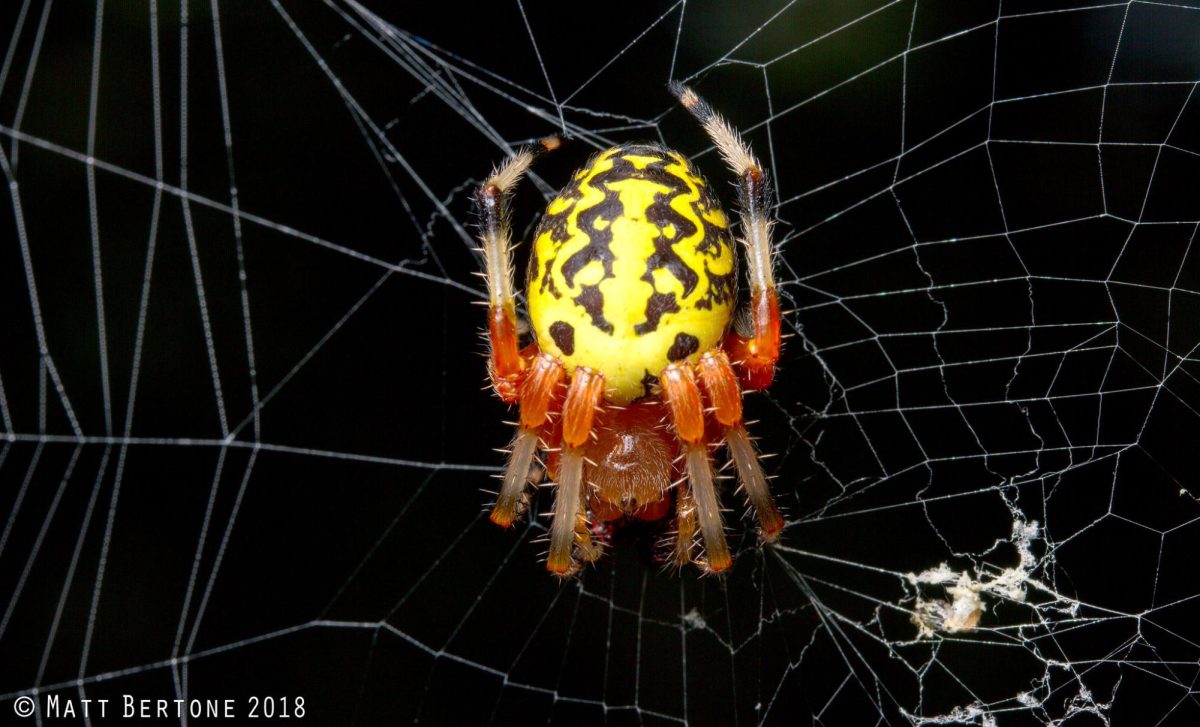 Insects spook the media, NC State entomologists highlight the importance of creepy-crawlies
