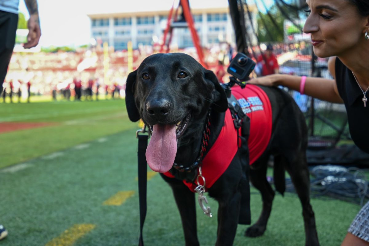 Tee retriever dog Champ poses for a picture during the game against Campbell on Saturday, Oct. 4, 2025 at Carter-Finley Stadium. NC State totaled 576 yards in kickoffs. NC State beat Campbell 10-56.