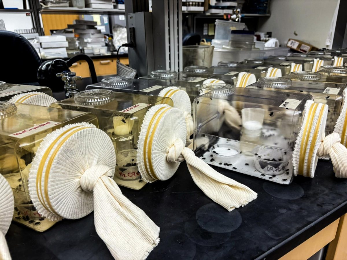 NC State research addresses possible screwworm resurgence