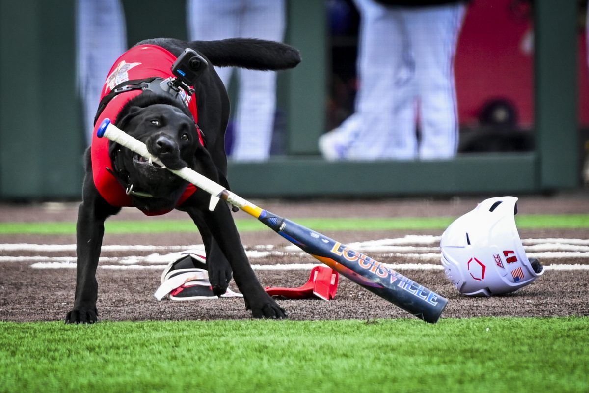 Champ retrieves a bat off the field during the game against ECU at Doak Field at Dail Park on Tuesday, April 28, 2026. The Wolfpack defeated the Pirates 12-2.