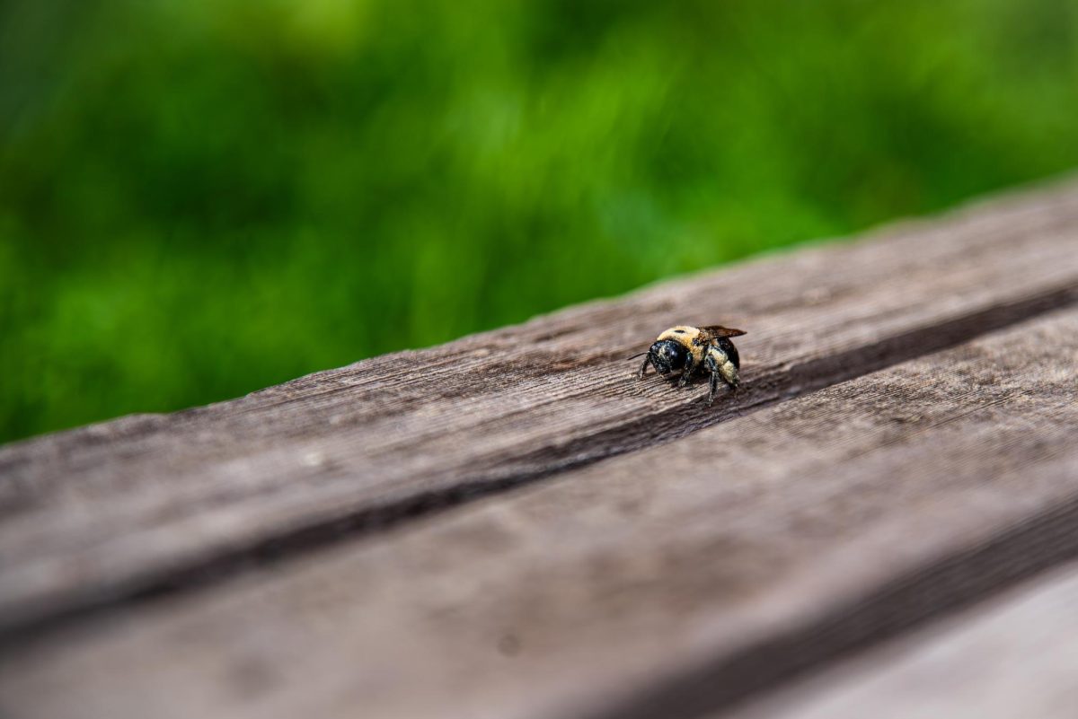 A bumblebee sits perched on a wooden bench outside Winston Hall on Tuesday, April 7, 2026. 